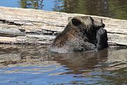 14 - Grouse Mountain - IMG_1528